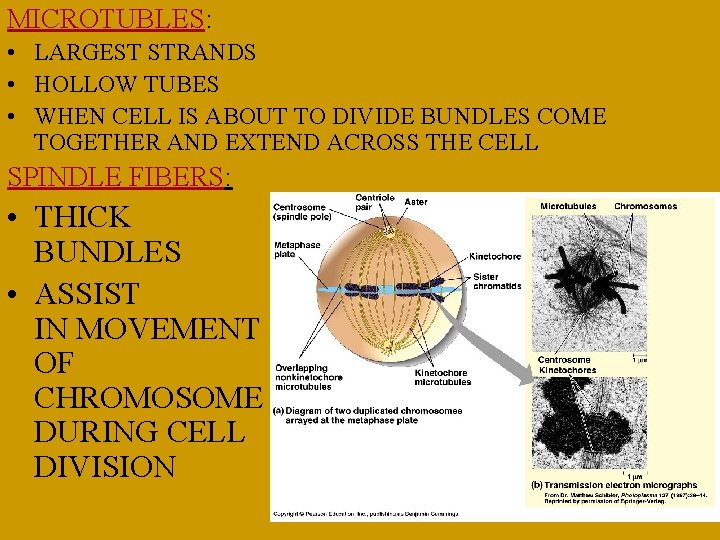 MICROTUBLES: • LARGEST STRANDS • HOLLOW TUBES • WHEN CELL IS ABOUT TO DIVIDE