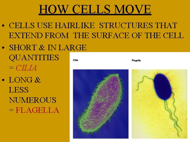 HOW CELLS MOVE • CELLS USE HAIRLIKE STRUCTURES THAT EXTEND FROM THE SURFACE OF