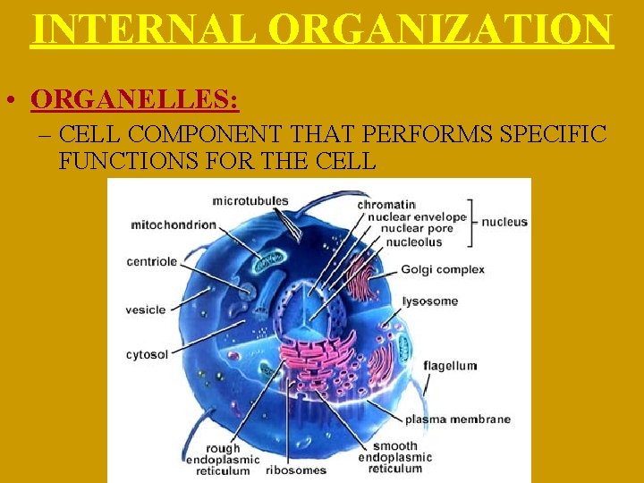 INTERNAL ORGANIZATION • ORGANELLES: – CELL COMPONENT THAT PERFORMS SPECIFIC FUNCTIONS FOR THE CELL
