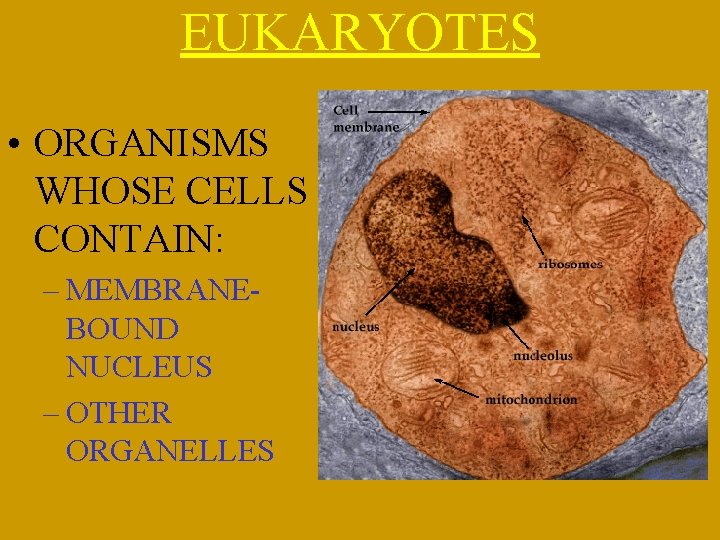 EUKARYOTES • ORGANISMS WHOSE CELLS CONTAIN: – MEMBRANEBOUND NUCLEUS – OTHER ORGANELLES 