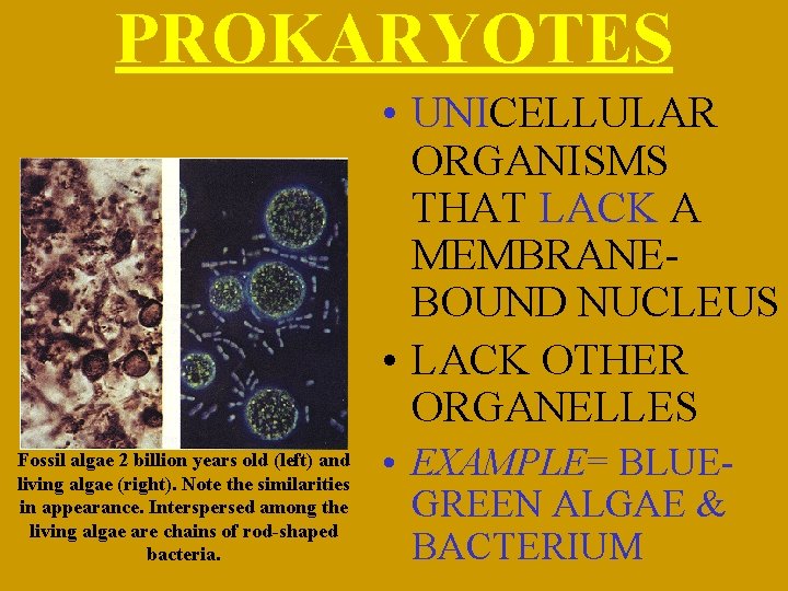 PROKARYOTES • UNICELLULAR ORGANISMS THAT LACK A MEMBRANEBOUND NUCLEUS • LACK OTHER ORGANELLES Fossil