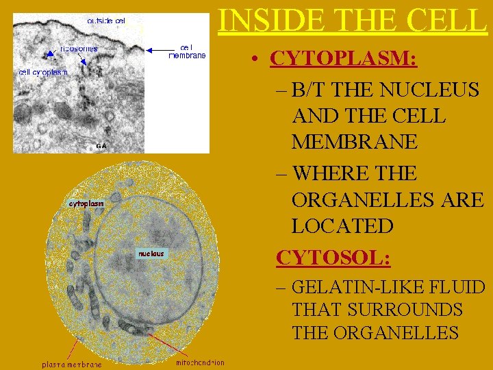 INSIDE THE CELL • CYTOPLASM: – B/T THE NUCLEUS AND THE CELL MEMBRANE –