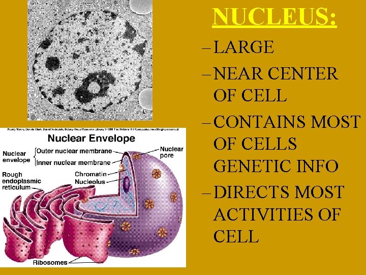 NUCLEUS: – LARGE – NEAR CENTER OF CELL – CONTAINS MOST OF CELLS GENETIC