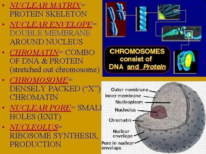  • NUCLEAR MATRIX= PROTEIN SKELETON • NUCLEAR ENVELOPE= DOUBLE MEMBRANE AROUND NUCLEUS •