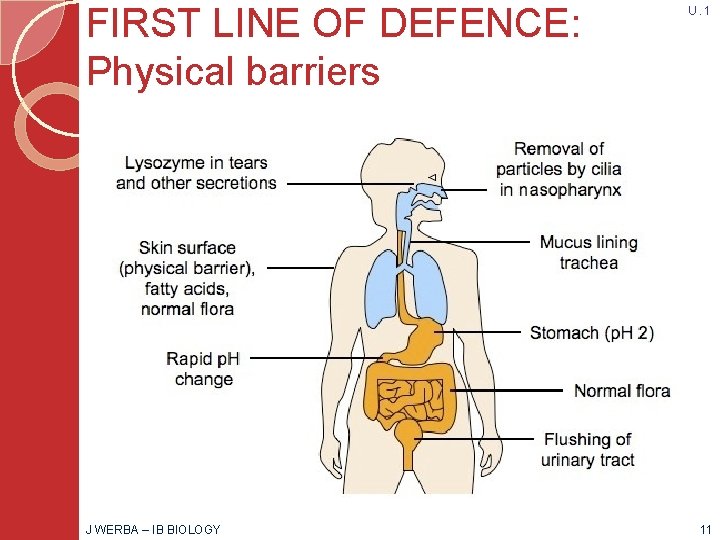 FIRST LINE OF DEFENCE: Physical barriers J WERBA – IB BIOLOGY U. 1 11