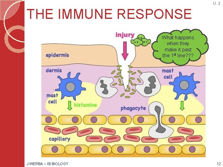 U. 2 THE IMMUNE RESPONSE What happens when they make it past the 1