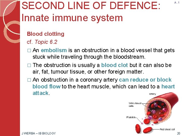 SECOND LINE OF DEFENCE: Innate immune system A. 1 Blood clotting cf. Topic 6.
