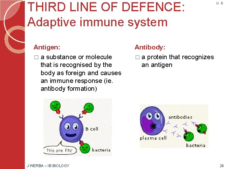 THIRD LINE OF DEFENCE: Adaptive immune system Antigen: � a substance or molecule that