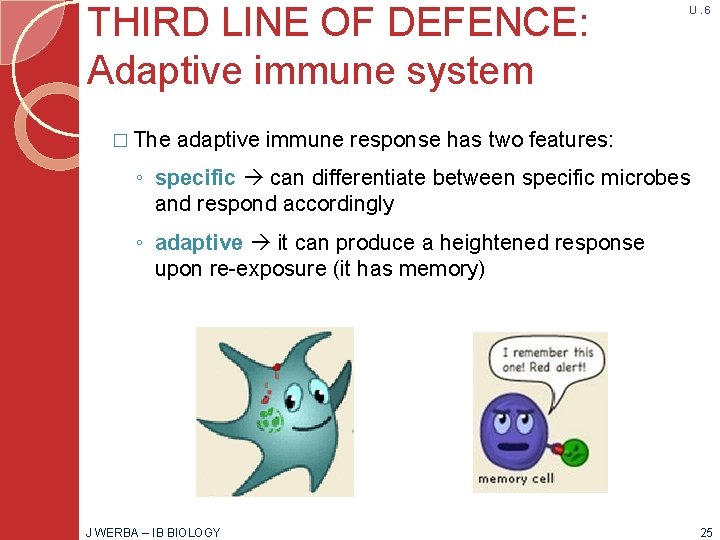 THIRD LINE OF DEFENCE: Adaptive immune system � The U. 6 adaptive immune response