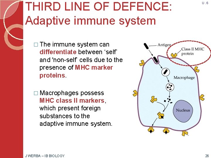 THIRD LINE OF DEFENCE: Adaptive immune system U. 6 � The immune system can