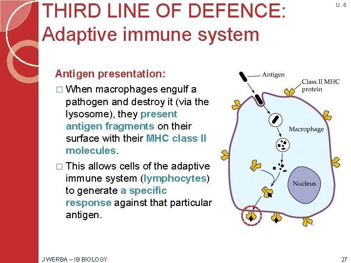 THIRD LINE OF DEFENCE: Adaptive immune system U. 6 Antigen presentation: � When macrophages