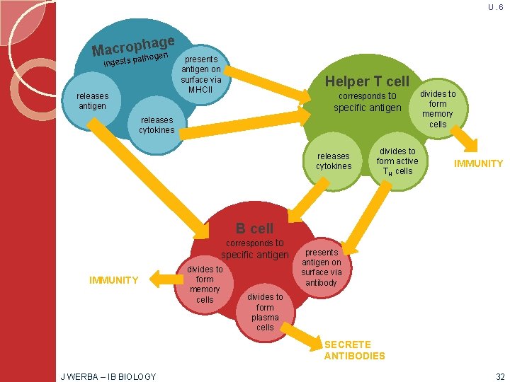 U. 6 hage p o r c a M athogen ingests p releases antigen
