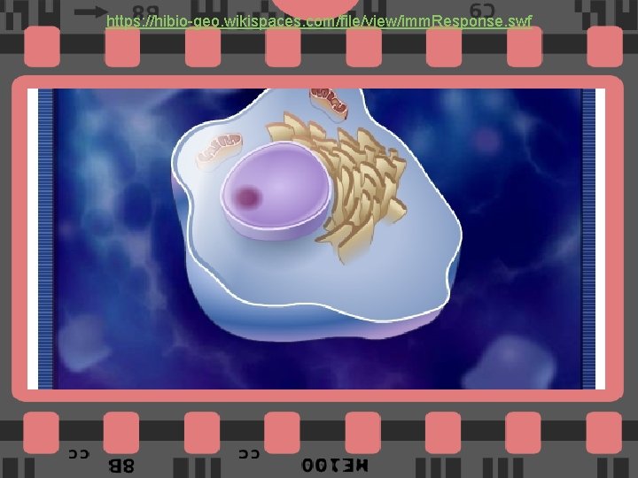 https: //hibio-geo. wikispaces. com/file/view/imm. Response. swf 