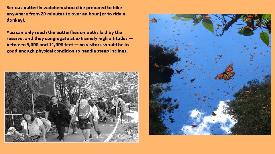 Serious butterfly watchers should be prepared to hike anywhere from 20 minutes to over