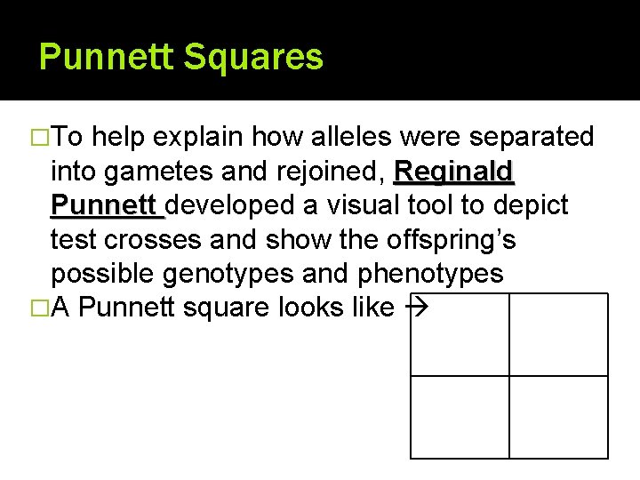 Punnett Squares �To help explain how alleles were separated into gametes and rejoined, Reginald
