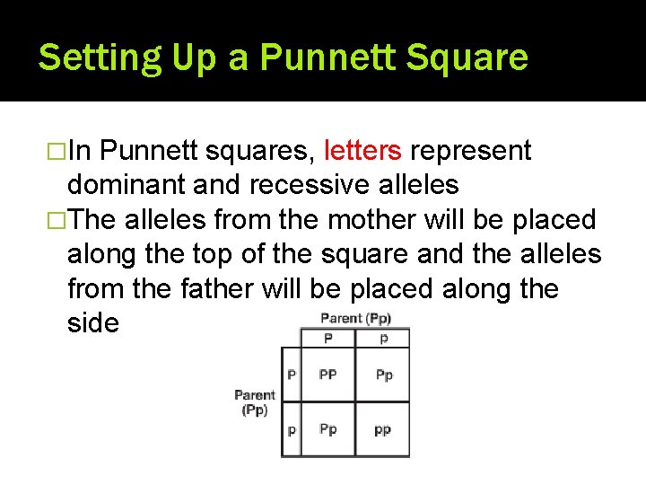 Setting Up a Punnett Square �In Punnett squares, letters represent dominant and recessive alleles