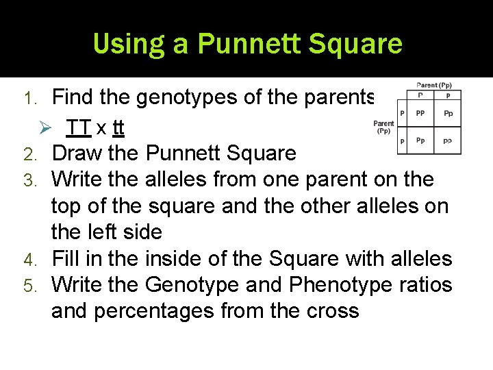 Using a Punnett Square 1. Find the genotypes of the parents Ø TT x