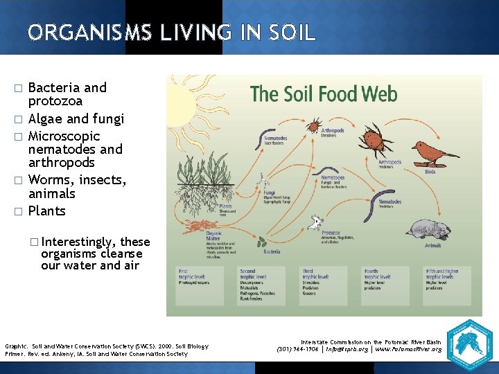 ORGANISMS LIVING IN SOIL � � � Bacteria and protozoa Algae and fungi Microscopic