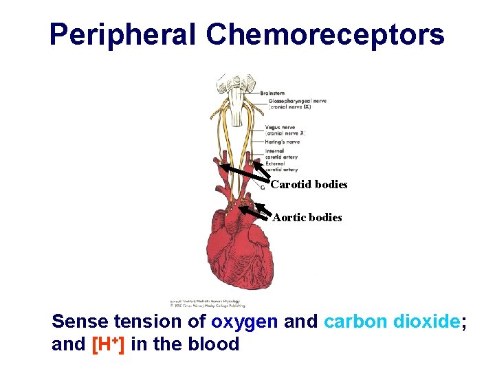 Peripheral Chemoreceptors Carotid bodies Aortic bodies Sense tension of oxygen and carbon dioxide; and