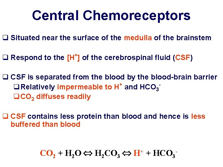 Central Chemoreceptors q Situated near the surface of the medulla of the brainstem q