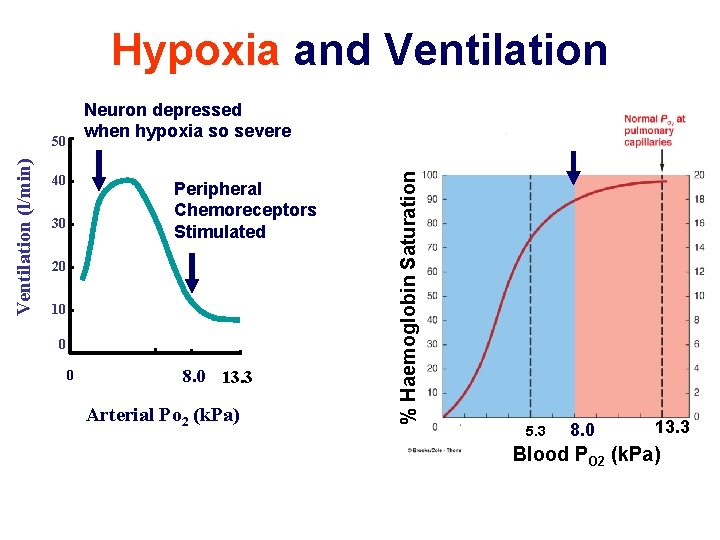 Hypoxia and Ventilation (l/min) 50 40 Peripheral Chemoreceptors Stimulated 30 20 10 0 0
