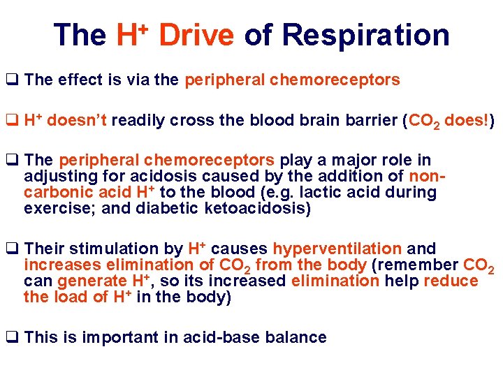 The + H Drive of Respiration q The effect is via the peripheral chemoreceptors