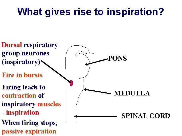 What gives rise to inspiration? Dorsal respiratory group neurones (inspiratory) PONS Fire in bursts