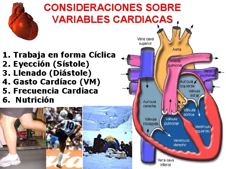 CONSIDERACIONES SOBRE VARIABLES CARDIACAS 1. 2. 3. 4. 5. 6. Trabaja en forma Cíclica