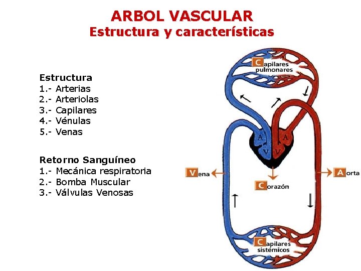 ARBOL VASCULAR Estructura y características Estructura 1. - Arterias 2. - Arteriolas 3. -