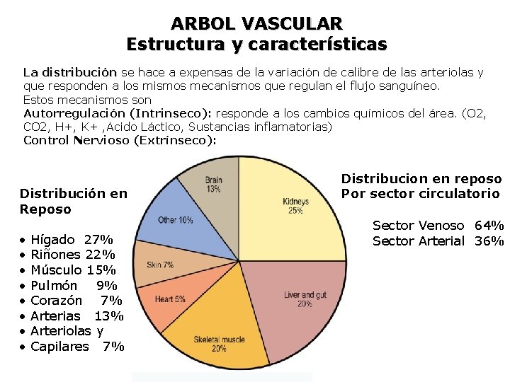 ARBOL VASCULAR Estructura y características La distribución se hace a expensas de la variación