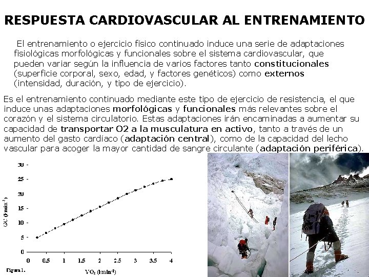 RESPUESTA CARDIOVASCULAR AL ENTRENAMIENTO El entrenamiento o ejercicio físico continuado induce una serie de