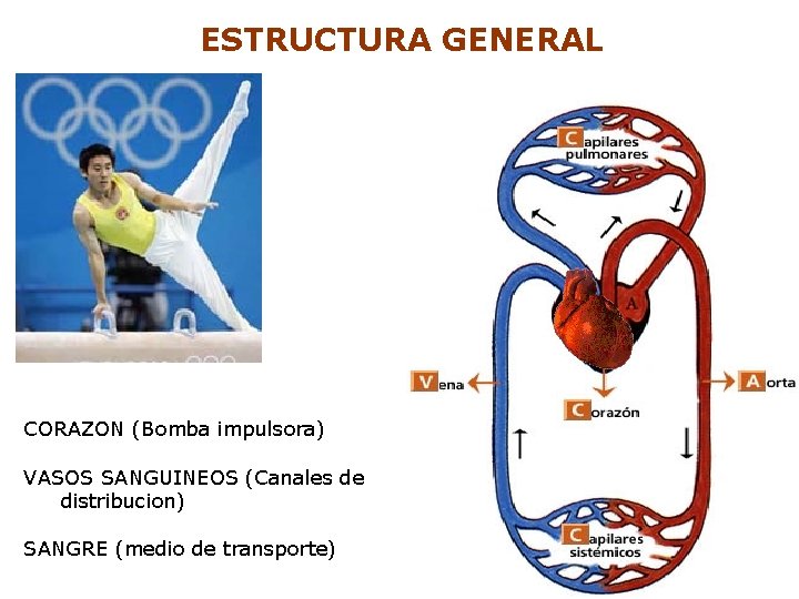 ESTRUCTURA GENERAL CORAZON (Bomba impulsora) VASOS SANGUINEOS (Canales de distribucion) SANGRE (medio de transporte)
