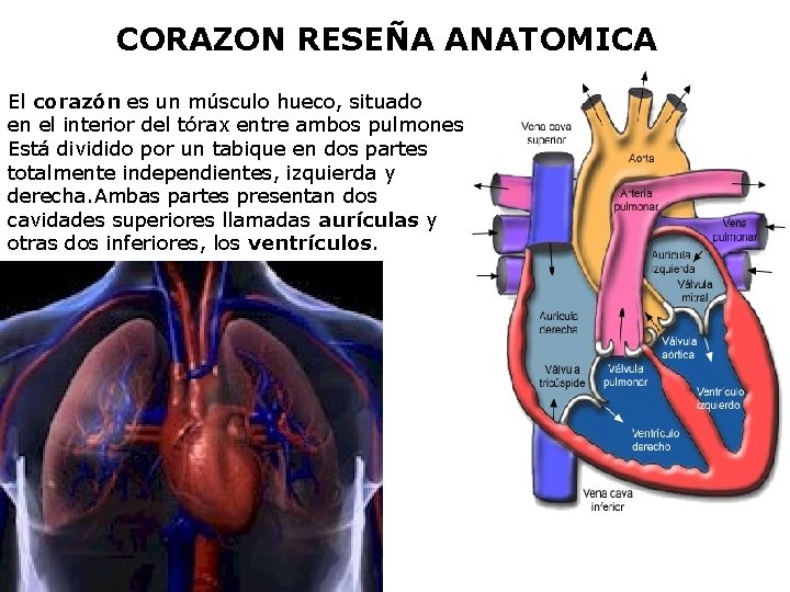 CORAZON RESEÑA ANATOMICA El corazón es un músculo hueco, situado en el interior del