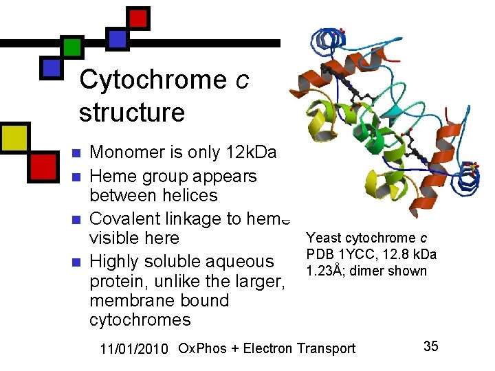 Cytochrome c structure n n Monomer is only 12 k. Da Heme group appears