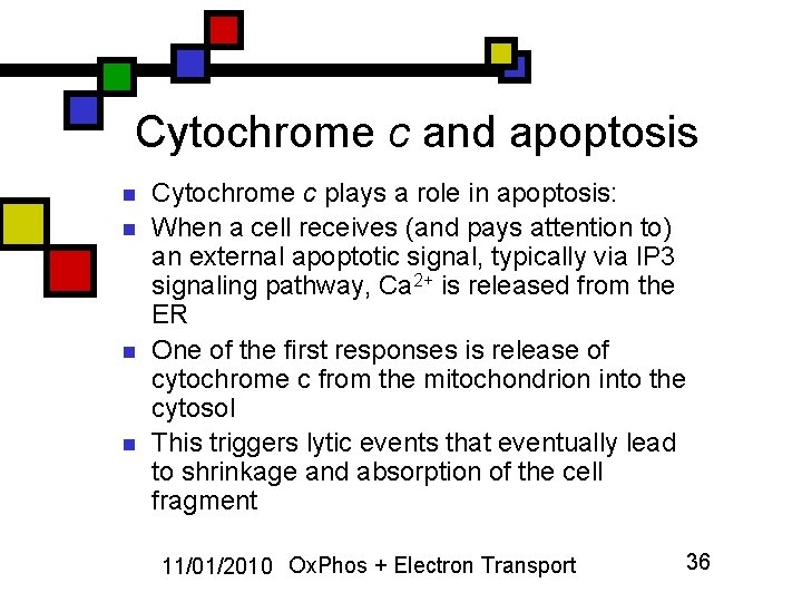 Cytochrome c and apoptosis n n Cytochrome c plays a role in apoptosis: When