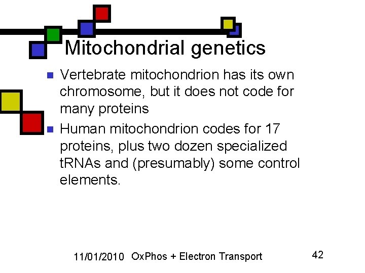 Mitochondrial genetics n n Vertebrate mitochondrion has its own chromosome, but it does not