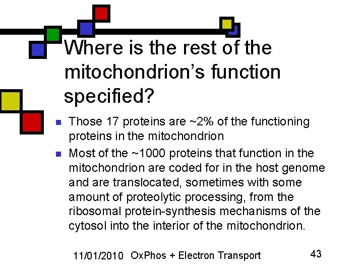 Where is the rest of the mitochondrion’s function specified? n n Those 17 proteins