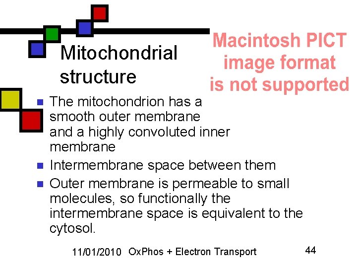 Mitochondrial structure n n n The mitochondrion has a smooth outer membrane and a