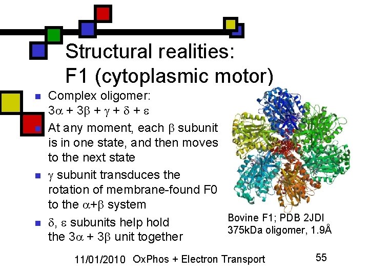 Structural realities: F 1 (cytoplasmic motor) n n Complex oligomer: 3 + + +