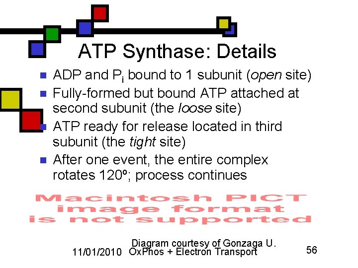 ATP Synthase: Details n n ADP and Pi bound to 1 subunit (open site)