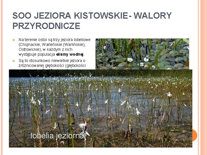 SOO JEZIORA KISTOWSKIE- WALORY PRZYRODNICZE Na terenie ostoi są trzy jeziora lobeliowe (Chojnackie, Warleńskie