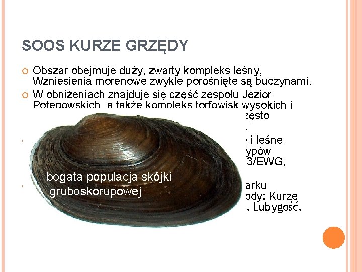 SOOS KURZE GRZĘDY Obszar obejmuje duży, zwarty kompleks leśny, Wzniesienia morenowe zwykle porośnięte są