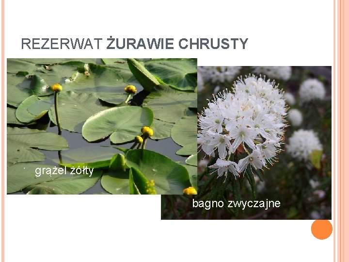 REZERWAT ŻURAWIE CHRUSTY Położenie: Okolice Mojuszewskiej Huty Powierchnia 21, 84 ha Jezioro jest dystroficznego