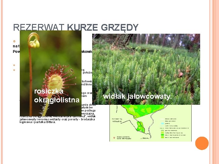 REZERWAT KURZE GRZĘDY Położenie: na terenie Lasów Mirachowskich Powierzchnia 170, 7 ha — w