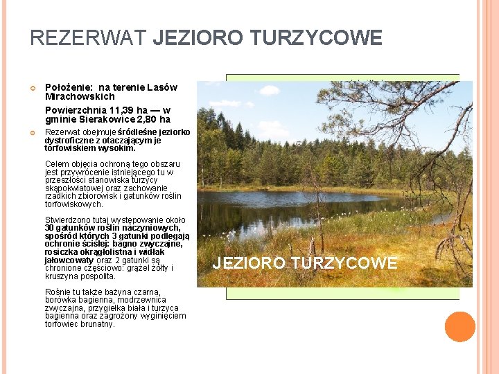 REZERWAT JEZIORO TURZYCOWE Położenie: na terenie Lasów Mirachowskich Powierzchnia 11, 39 ha — w