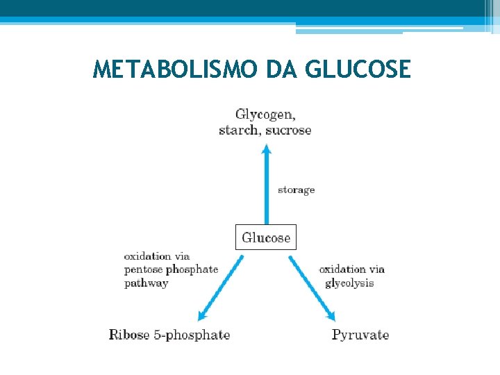 METABOLISMO DA GLUCOSE 