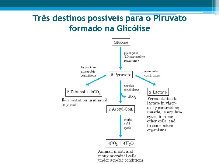 Três destinos possíveis para o Piruvato formado na Glicólise 