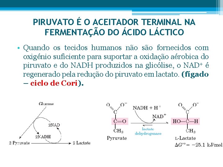 PIRUVATO É O ACEITADOR TERMINAL NA FERMENTAÇÃO DO ÁCIDO LÁCTICO • Quando os tecidos