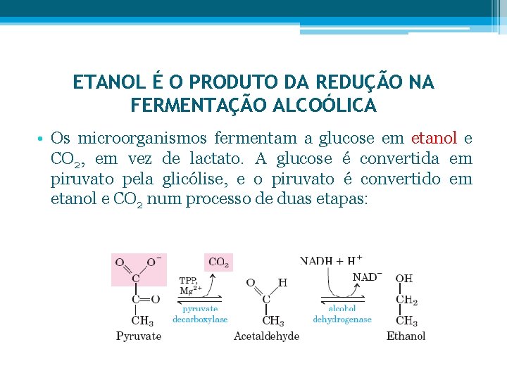 ETANOL É O PRODUTO DA REDUÇÃO NA FERMENTAÇÃO ALCOÓLICA • Os microorganismos fermentam a