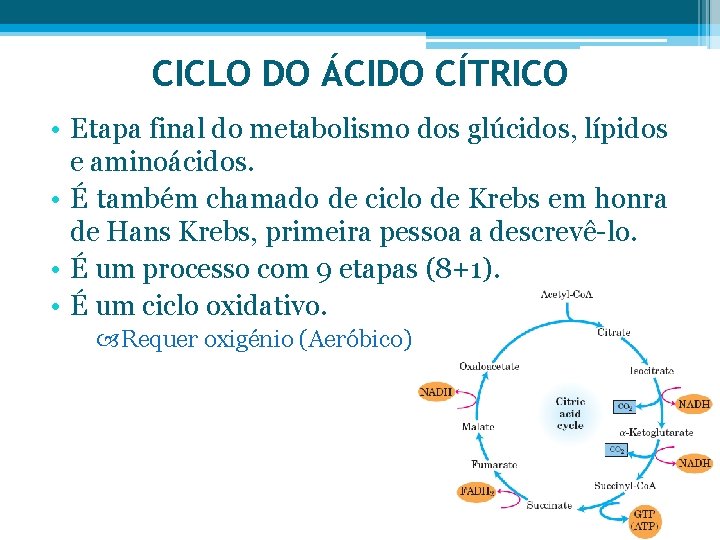 CICLO DO ÁCIDO CÍTRICO • Etapa final do metabolismo dos glúcidos, lípidos e aminoácidos.